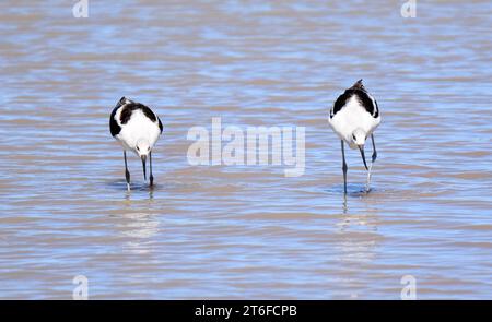 Ein Paar amerikanischer Lauben, die in einem See im Naturschutzgebiet bosque del apache in san antonio, New mexico, auf der Suche sind Stockfoto