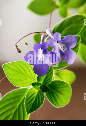 Blühende falsche afrikanische Veilchenpflanze mit schönem und weichem, verschwommenem Bokeh-Hintergrund. (Streptocarpus saxorum) Indoor-Gartenarbeit, Hobbykonzept. Stockfoto