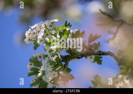 Einstieliger Weißdorn (Crataegus monogyna), blüht vor blauem Himmel, Duemmer See, Niedersachsen, Deutschland Stockfoto