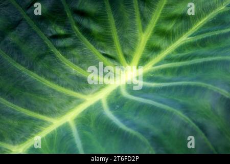 Blatt des riesigen Elefantenohrs, auch bekannt als Riesentaro (Alocasia macrorrhizos), Close-up, Madeira, Portugal Stockfoto