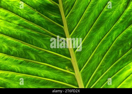 Blatt des riesigen Elefantenohrs, auch bekannt als Riesentaro (Alocasia macrorrhizos), Close-up, Madeira, Portugal Stockfoto