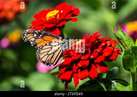 Monarchschmetterling (Danaus plexippus) auf einer roten Blume, Madeira, Portugal Stockfoto