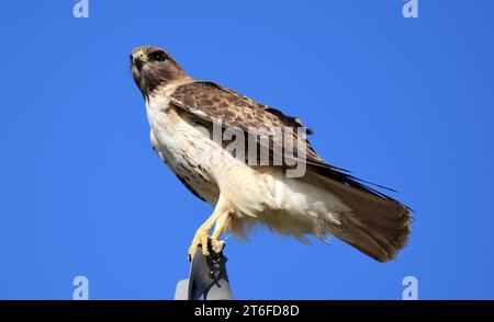Rotschwanzfalke sucht an einem Versorgungsmast nach Beute an einem sonnigen Tag in der Nähe von alamogordo, New mexico Stockfoto