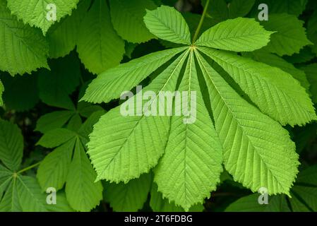Frühlingsblatt einer Rosskastanie (Aesculus hippocastanum), Bayern, Deutschland Stockfoto