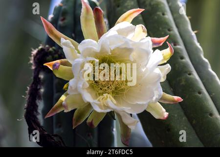 Kakteen, Kaktusblüte, Blüte des peruanischen Apfelkaktus (cereus repandus), Botanischer Garten Funchal, Jardim Botanico, Madeira, Portugal Stockfoto