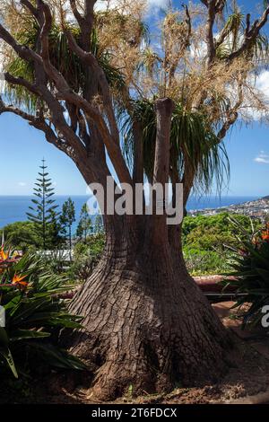 Mächtiger Elefantenfuß (Beaucarnea recurvata), botanischer Garten in Funchal, Jardim Botanico, Funchal, Madeira, Portugal Stockfoto