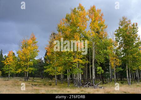 Farbenfrohe, wechselnde Espenbäume im Herbst an einem stürmischen Tag im bandelier National Monument in der Nähe von los alamos, New mexico Stockfoto