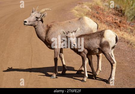 Felsige Dickhornschafe und Lamm auf dem Trail im waterton Canyon, littleton, colorado Stockfoto