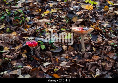 Amanita Muscaria Pilz. Zwei psychedelische Hallucinigen-rote Pilze im Wald Stockfoto