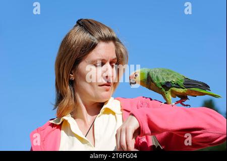 Frau mit ecuador amazonas (Amazona autumnalis lilacina), Frankreich Stockfoto