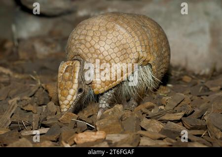 Südliches Gürteltier oder südliches dreibändiges Gürteltier (Tolypeutes matacus), in Gefangenschaft, in Südamerika vorkommt Stockfoto