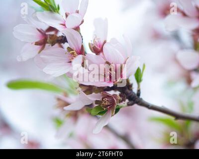 Nahaufnahme der Mandelzweigblüte im Frühling. Die Biene sammelt Pollen von weißen Mandelblüten am Baum. Makrofotografie. Unscharfer Hintergrund. Wählen Sie Aus Stockfoto