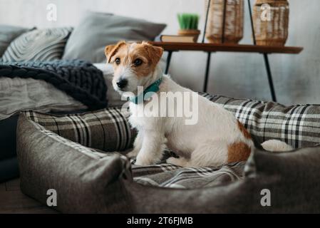 Porträt eines rauen Jack-russell-Terriers, der in einem Hundebett sitzt. Ein kleiner, rauer Hund mit lustigen Fellflecken liegt in einem Liegestuhl in einem Haus Stockfoto