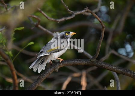 Seitenansicht eines lauten Bergarbeiters hoch oben in einem schattigen Baum Stockfoto