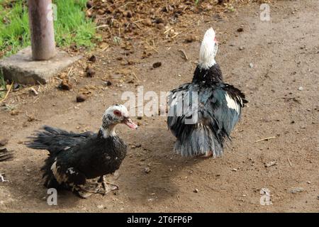 Tiere in Armenien Jerewan Tierpflegekern Stockfoto