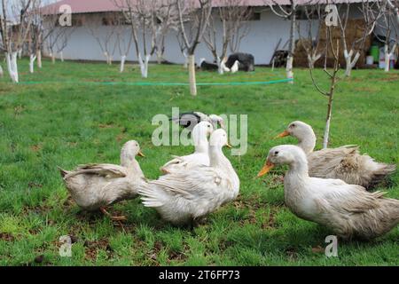 Tiere in Armenien Jerewan Tierpflegekern Stockfoto