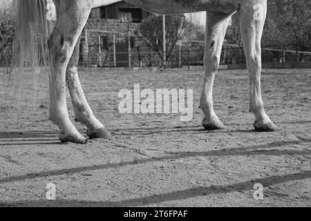 Tiere in Armenien Jerewan Tierpflegekern Stockfoto