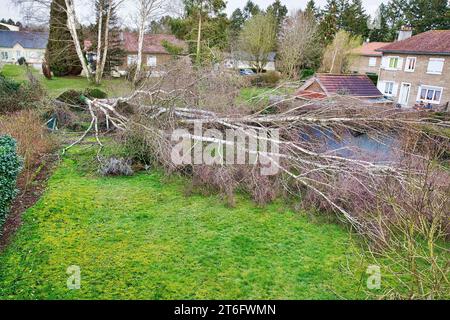 Fünf große Birken sind niedergeworfene im Garten nach einem starken Tornado und Flügel Sturm. Desaster für Versicherung in Frankreich Europa Stockfoto