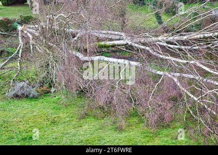 Fünf große Birken sind niedergeworfene im Garten nach einem starken Tornado und Flügel Sturm. Desaster für Versicherung in Frankreich Europa Stockfoto