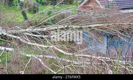 In der Nähe von fünf großen Birken sind niedergeworfene im Garten auf Holz grau garage Dach nach einem starken Tornado und Flügel Sturm. Desaster für Versicherungsunternehmen in F Stockfoto