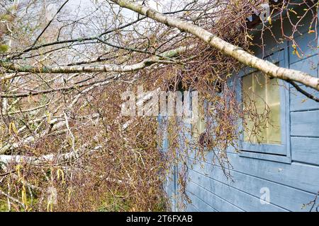 In der Nähe von fünf großen Birken sind niedergeworfene im Garten auf Holz grau garage Dach nach einem starken Tornado und Flügel Sturm. Desaster für Versicherungsunternehmen in F Stockfoto