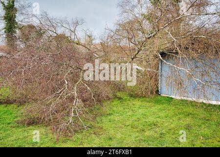 In der Nähe von fünf großen Birken sind niedergeworfene im Garten auf Holz grau garage Dach nach einem starken Tornado und Flügel Sturm. Desaster für Versicherungsunternehmen in F Stockfoto