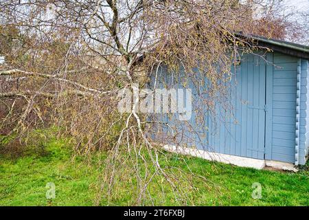 In der Nähe von fünf großen Birken sind niedergeworfene im Garten auf Holz grau garage Dach nach einem starken Tornado und Flügel Sturm. Desaster für Versicherungsunternehmen in F Stockfoto