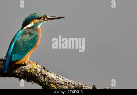 James David Allen Fotografie Stockfoto