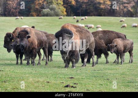 Kunejovice, Pilsen. November 2023. Eine Bisonherde auf der Weide eines privaten Bauernhofes in Kunejovice, Pilsen, die ungewöhnliche Tierarten züchtet, 7. November 2023. Quelle: Miroslav Chaloupka/CTK Photo/Alamy Live News Stockfoto