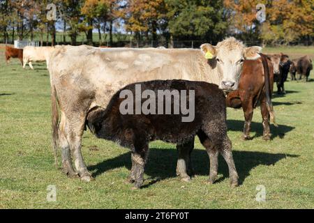 Kunejovice, Tschechische Republik. November 2023. Ein Bisonkalb saugt von einer Kuh auf einem Bauernhof in Kunejovice in der Region Pilsen, der ungewöhnliche Tierarten züchtet. Es bewirtschaftet rund 1000 Hektar Felder, Wiesen und Weiden, 7. November 2023. Quelle: Miroslav Chaloupka/CTK Photo/Alamy Live News Stockfoto