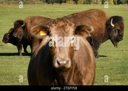 Kunejovice, Tschechische Republik. November 2023. Ein privater Bauernhof aus Kunejovice in der Region Pilsen züchtet ungewöhnliche Tierarten. Sie bewirtschaftet rund 1000 Hektar Felder, Wiesen und Weiden, 7. November 2023. Quelle: Miroslav Chaloupka/CTK Photo/Alamy Live News Stockfoto