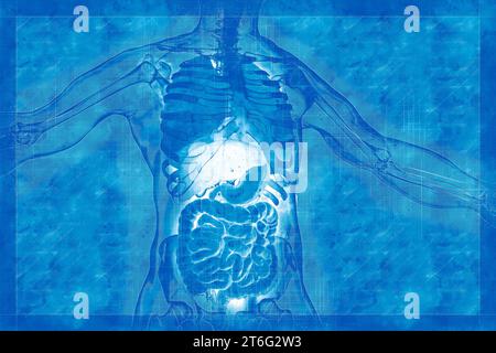 Menschliche Körperanatomie, Atmung und Verdauungssystem, 3D-Illustration im Skizzenstil Stockfoto