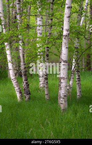 Acadia Nationalpark Stockfoto