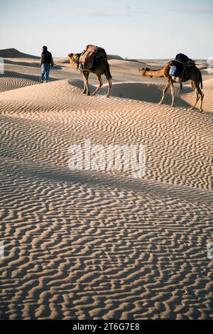 Der Kamel-Trekking-Reiseleiter Nasser führt zwei Kamele (Dromedare) durch die Wüste. Stockfoto