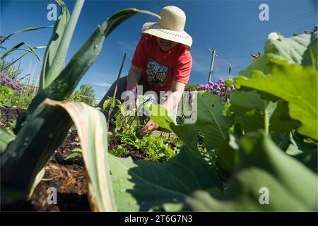 Eine Frau neigt dazu, ihre Gemeinschaft Gartengrundstück (Zuteilung) im Stadtteil Vancouver Kitsilano. Stockfoto