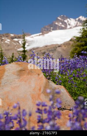 Der Easton Glacier wird durch die violetten Lupinen-Wildblumen auf dem Scott Paul Trail gesehen. Stockfoto