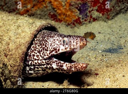 Ein SPOTTED MURÄNE Gymnothorax Moringa PEERS, aus seinen verstecken Ort IN einige BAUSCHUTT IN BONAIRE Stockfoto