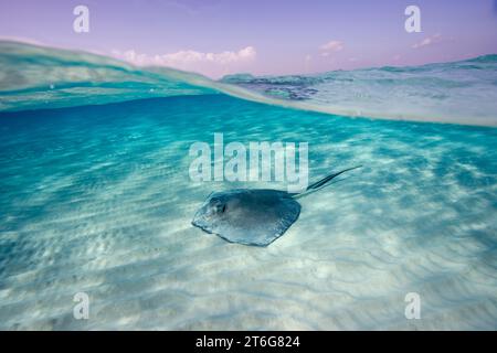 Südlicher Stachelrochen (Dasyatis americana) über dem Sandboden, Grand Cayman, British West Indies Stockfoto