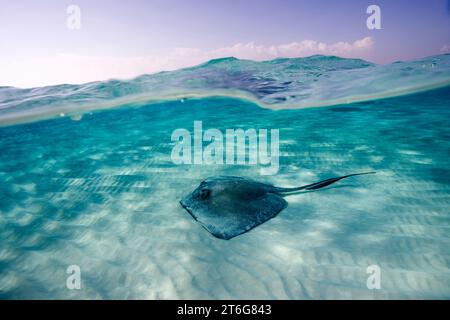 Südlicher Stachelrochen (Dasyatis americana) über dem Sandboden, Grand Cayman, British West Indies Stockfoto