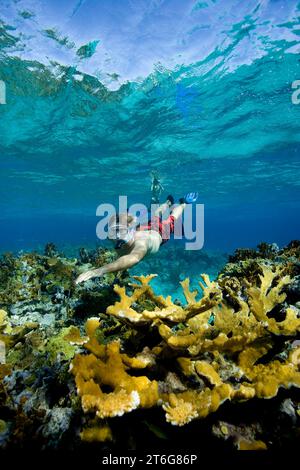 Schnorchler an einem Korallenriff, New Providence, Bahamas Stockfoto