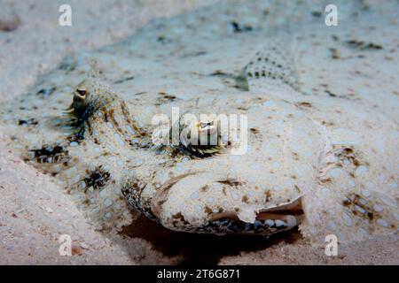 Pfauenflunder (Bothus lunatus) Augenhöhlen der Fotograf. Stockfoto