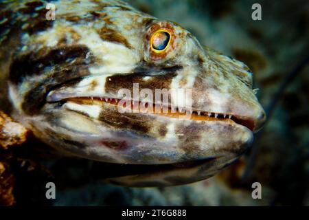 Unterwasser-Nahaufnahme eines Sandtauchers (synodus intermedius) auf einem Korallenriff in Bonaire. Stockfoto