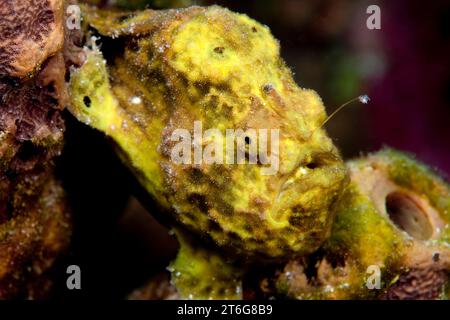 Angelköder des Longlure Anglerfisches (Antennarius multiocellatus) sind in dieser Unterwassernähe zu sehen. Stockfoto