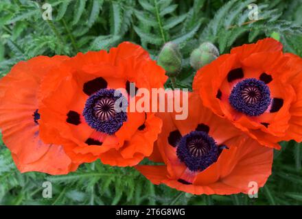 Garten mit blühendem orangenem orientalischem Mohn in voller Blüte im Frühling. Stockfoto