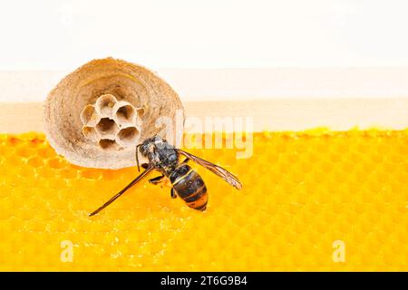Makro Bild der Asiatische Hornissen beginnen von Nest auf einer neuen gelben Rahmen der Bienenstock, mit einer Hornet, das Nest. Sie sind verantwortlich für den Tod der Bienen Stockfoto