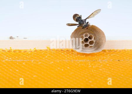 Makro Bild der Asiatische Hornissen beginnen von Nest auf einer neuen gelben Rahmen der Bienenstock, mit einer Hornet, das Nest. Sie sind verantwortlich für den Tod der Bienen Stockfoto