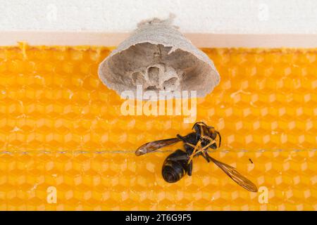 Makro Bild der Asiatische Hornissen beginnen von Nest auf einer neuen gelben Rahmen der Bienenstock, mit einem toten Hornisse in der Nähe des Nestes. Sie sind verantwortlich für den Tod o Stockfoto