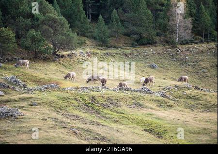 Kühe in den Pyrenäen im Herbst auf dem Land. Stockfoto