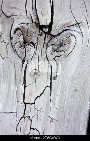 Pareidolie eines erkennbaren Gesichts auf Holz. Stockfoto