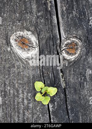 Pareidolia auf einem Holzbrett. Portugal Stockfoto